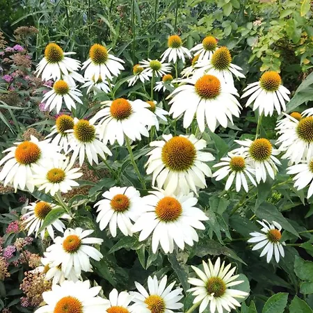 Farm stay Letnisko *