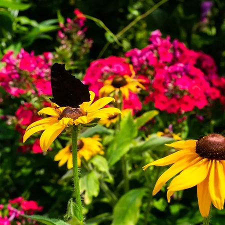 Farm stay Letnisko *